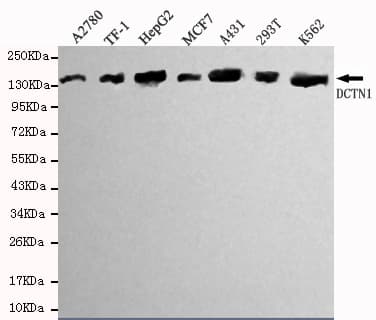 Monoclonal Mouse anti-Human DCTN1 / Dynactin 1 Antibody (WB)