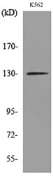 APAF1 / APAF-1 Antibody