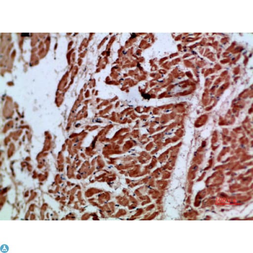 ARTN / Artemin Antibody