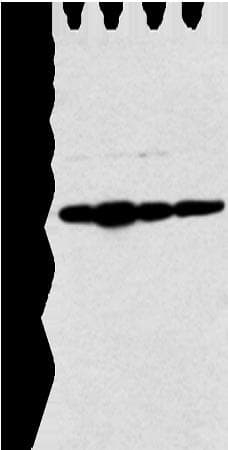 Polyclonal Rabbit anti-Human NDUFB9 Antibody (WB)