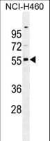 RASSF8 Antibody (aa96-124)