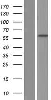 PRDM7 Protein (Over-Expression Lysate Myc-DDK (Flag))