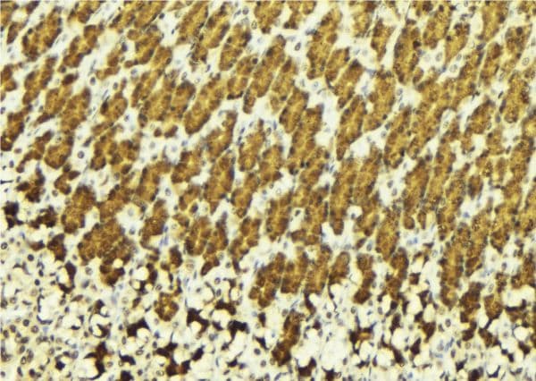 ABL1 / c-ABL Antibody