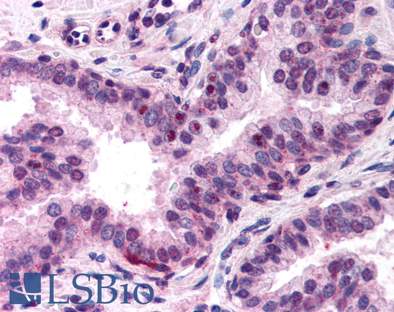 IHC-plus™ NFYA Antibody (N-Terminus)