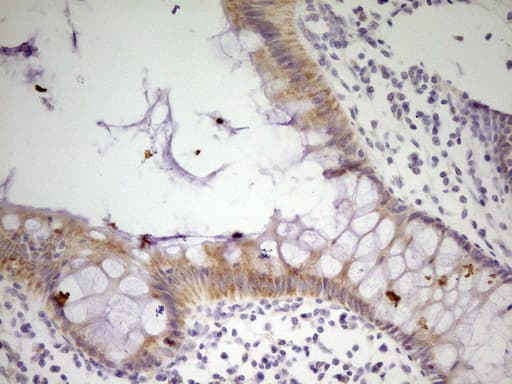 MRRF Antibody (aa56-262, clone OTI2A8)