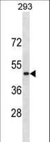 RNF135 Antibody (aa375-401)