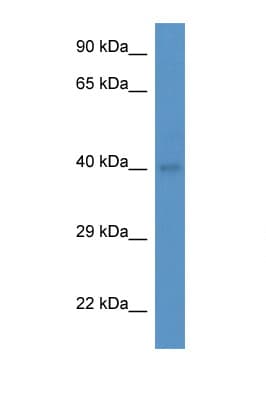 Polyclonal Rabbit anti-Mouse ABO Glycosyltransferase Antibody (aa200-249, WB)