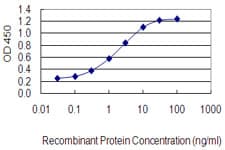 CASP4 / Caspase 4 Antibody (clone 7G7)