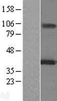 MAGE12 / MAGEA12 Protein (Over-Expression Lysate Myc-DDK (Flag))