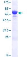 Human MYPT2 / PPP1R12B Protein (Recombinant GST)