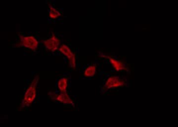 RNF113B Antibody