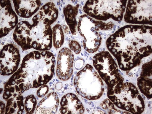 HADH Antibody (aa57-314, clone UMAB151, Carrier-free)