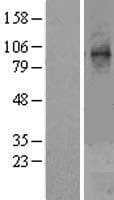 STT3A / ITM1 Protein (Over-Expression Lysate Myc-DDK (Flag))