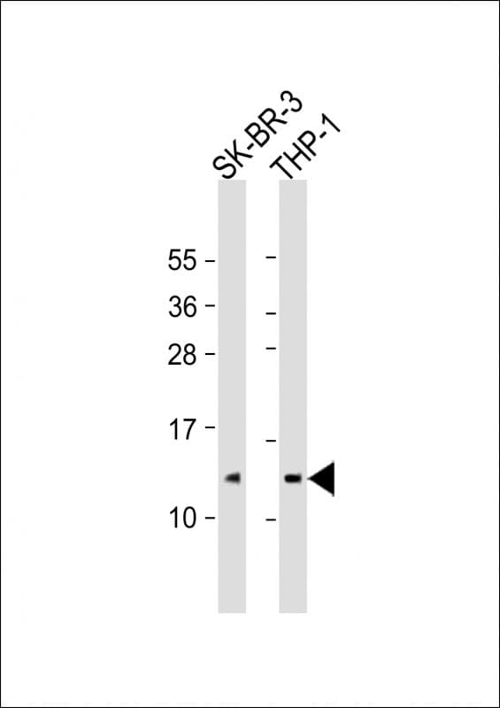 Polyclonal Rabbit anti-Human RPS27 / Ribosomal Protein S27 Antibody (C-Terminus, WB)