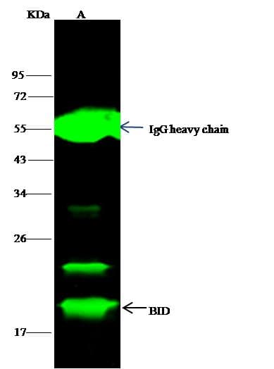 Polyclonal Rabbit anti-Mouse BID Antibody (Preservative Free, IHC, WB)