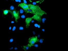 PECAM-1 / CD31 Antibody (clone OTI4C1)