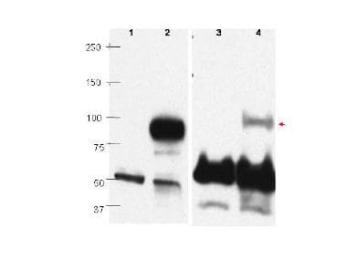 IHC-plus™ BLIMP1 / PRDM1 Antibody (C-Terminus)