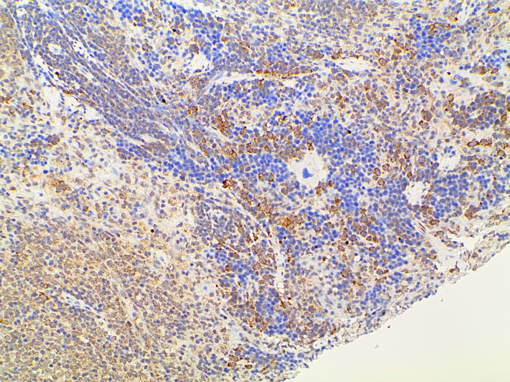 EFNB2 / Ephrin B2 Antibody