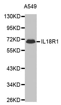 CDw218a / IL18R1 Antibody
