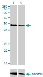 TP53 / p53 Antibody (clone 2C11)