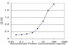 Monoclonal Mouse anti-Human BLMH Antibody (clone 4A2, WB)