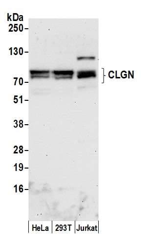 CLGN / Calmegin Antibody (aa1-50)