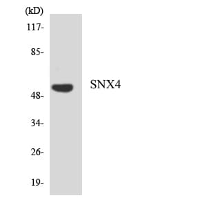 Polyclonal Rabbit anti-Human SNX4 Antibody (aa175-224, WB)