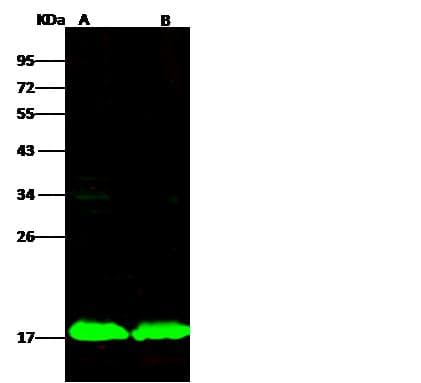 Polyclonal Rabbit anti-Mouse CD3D Antibody (Preservative Free, WB)
