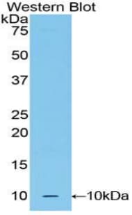 UCN2 / SRP Antibody (aa23-107)