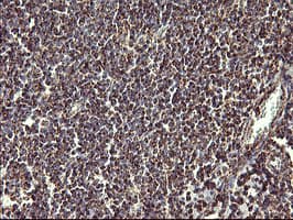 COX6C Antibody (clone OTI4A5)