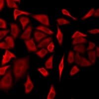 DNM1L / DRP1 Antibody