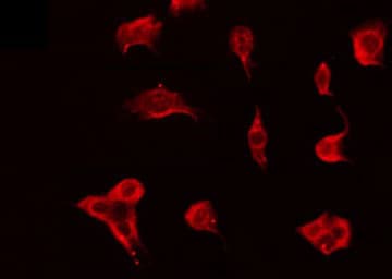 OR51F2 Antibody