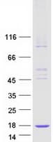 Human LSM7 Protein (Recombinant Myc-DDK (Flag))