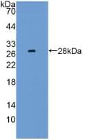 LAG3 Antibody (aa274-504, Cy3)