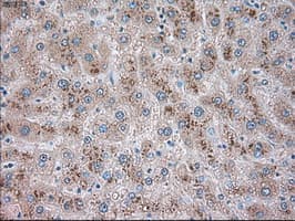 GFAP Antibody (clone OTI4C10)