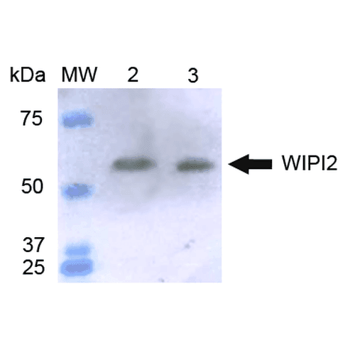 WIPI2 Antibody (FITC)