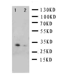Polyclonal Rabbit anti-Mouse POU2AF1 / BOB1 Antibody (aa238-256, IHC, WB)