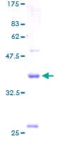 Human CLDN15 / Claudin 15 Protein (Recombinant GST)