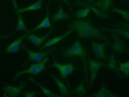 Monoclonal Mouse anti-Human DYNC1LI1 Antibody (clone OTI2B6, IF, WB)