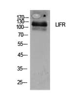 CD118 / LIF Receptor Alpha Antibody