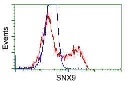 SNX9 / WISP Antibody (clone OTI2E1)