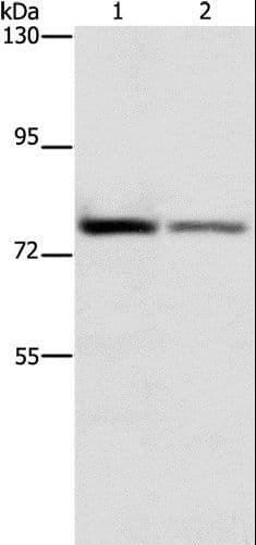 TCF11 / NFE2L1 Antibody