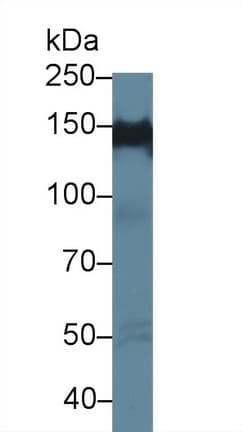PPFIA1 / LIPRIN Antibody