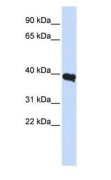 Polyclonal Rabbit anti-Human POU1F1 / PIT1 Antibody (WB)
