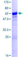 Human LZTFL1 Protein (Recombinant GST)