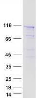 Human SEC24C Protein (Recombinant Myc-DDK (Flag))