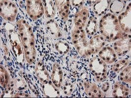 SNX8 Antibody (clone OTI1E5)