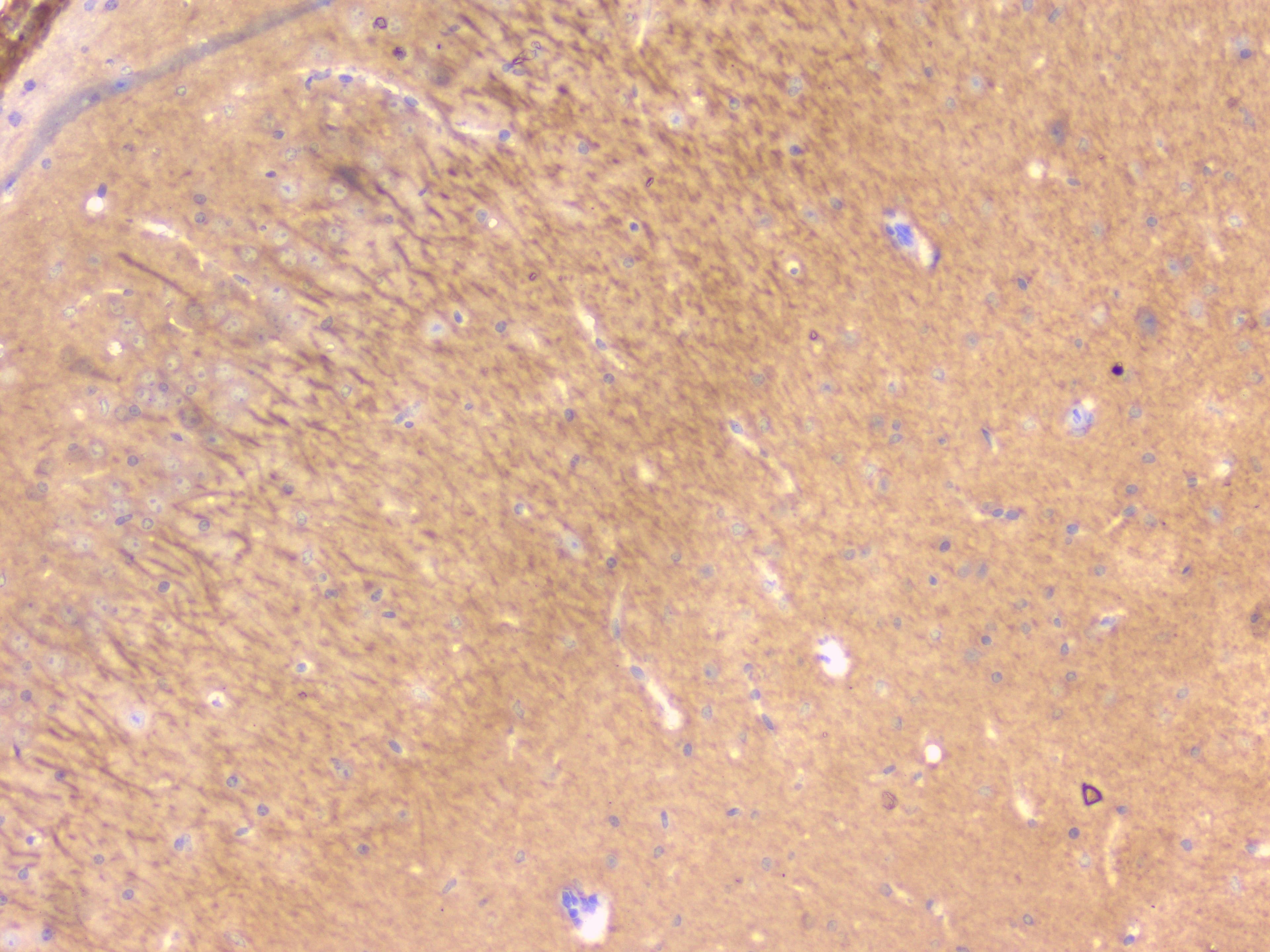 Polyclonal Rabbit anti-Human PEBP1 / RKIP Antibody (WB)