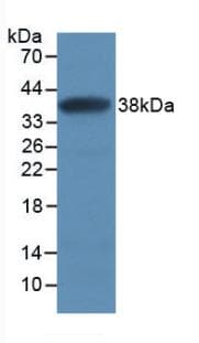 SFRP1 Antibody