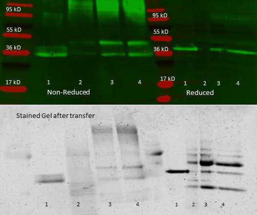 ALDOA / Aldolase A Antibody (Liquid)